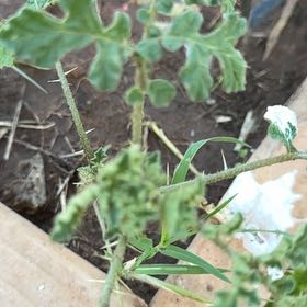 Photo of the plant species Sticky Nightshade by @JesterGeropogon named Planty on Greg, the plant care app