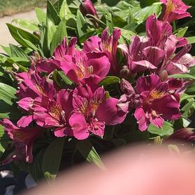 Photo of the plant species Peruvian-Lily by @AcePignut21 named Elina on Greg, the plant care app
