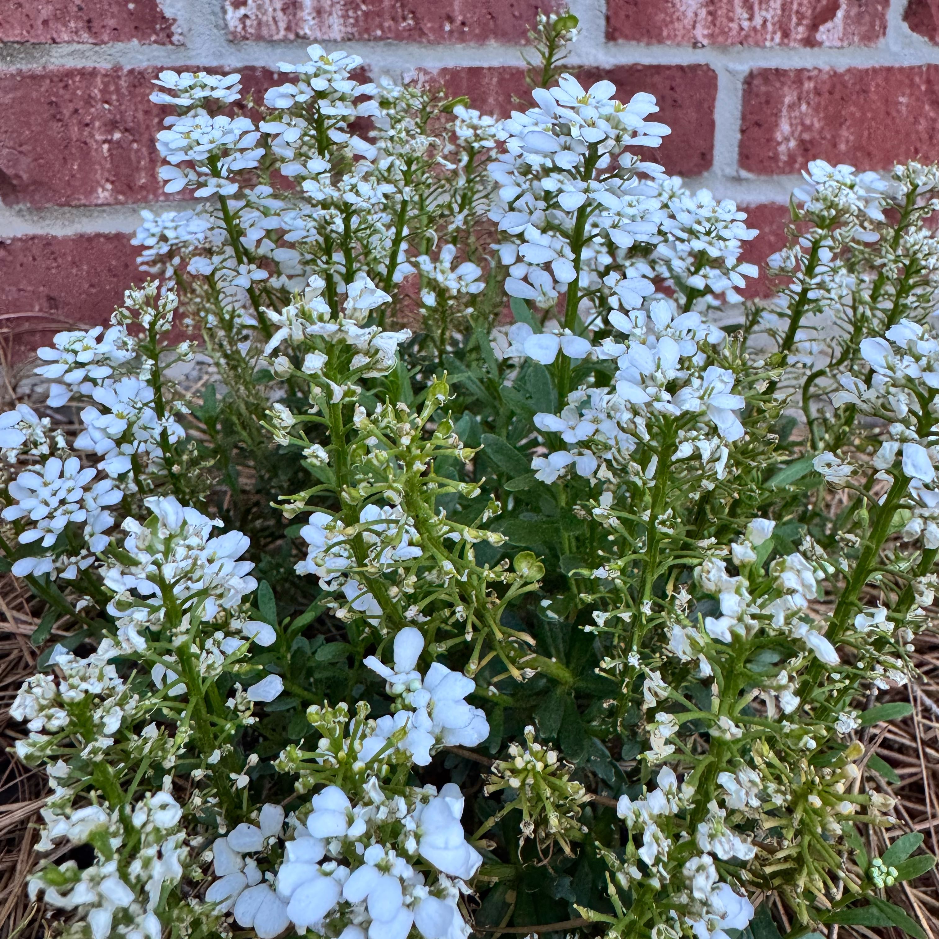 Photo of the plant species Evergreen Candytuft by @FunSandleek37 named Dax on Greg, the plant care app