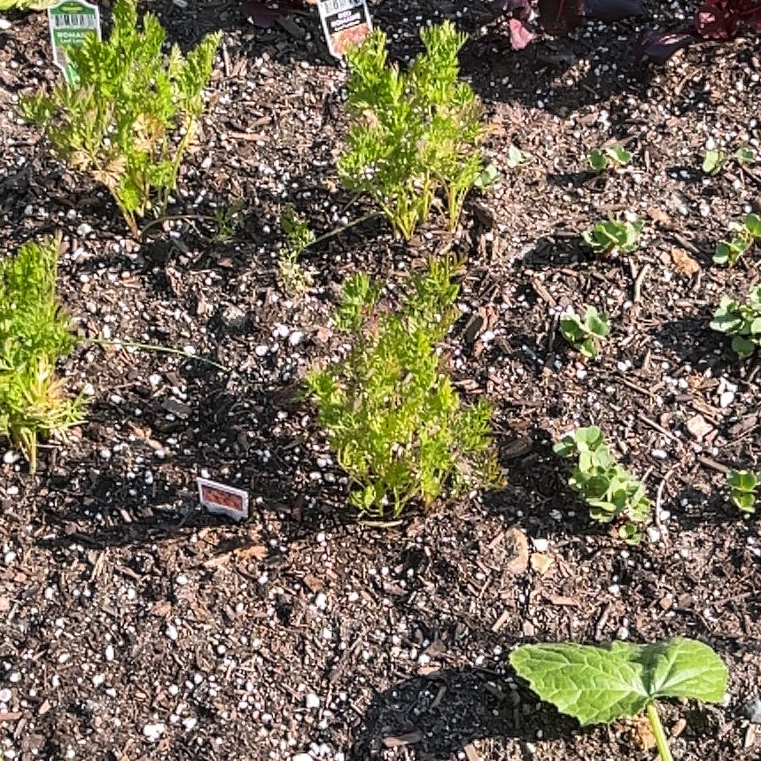 Photo of the plant species American Parsley Fern by @PerkySalad9 named Emerson on Greg, the plant care app