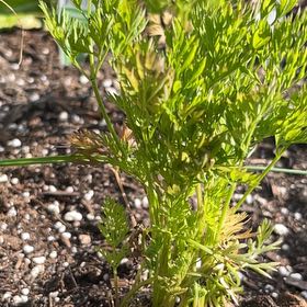 Photo of the plant species Mokum Carrot by @PerkySalad9 named Surya on Greg, the plant care app