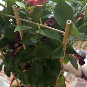 Photo of the plant species Mandevilla Sun Parasol Crimson by @FullRedclaws96 named Navajo on Greg, the plant care app