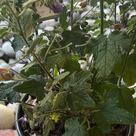Photo of the plant species Cape Mallow by @FullRedclaws96 named Plato on Greg, the plant care app