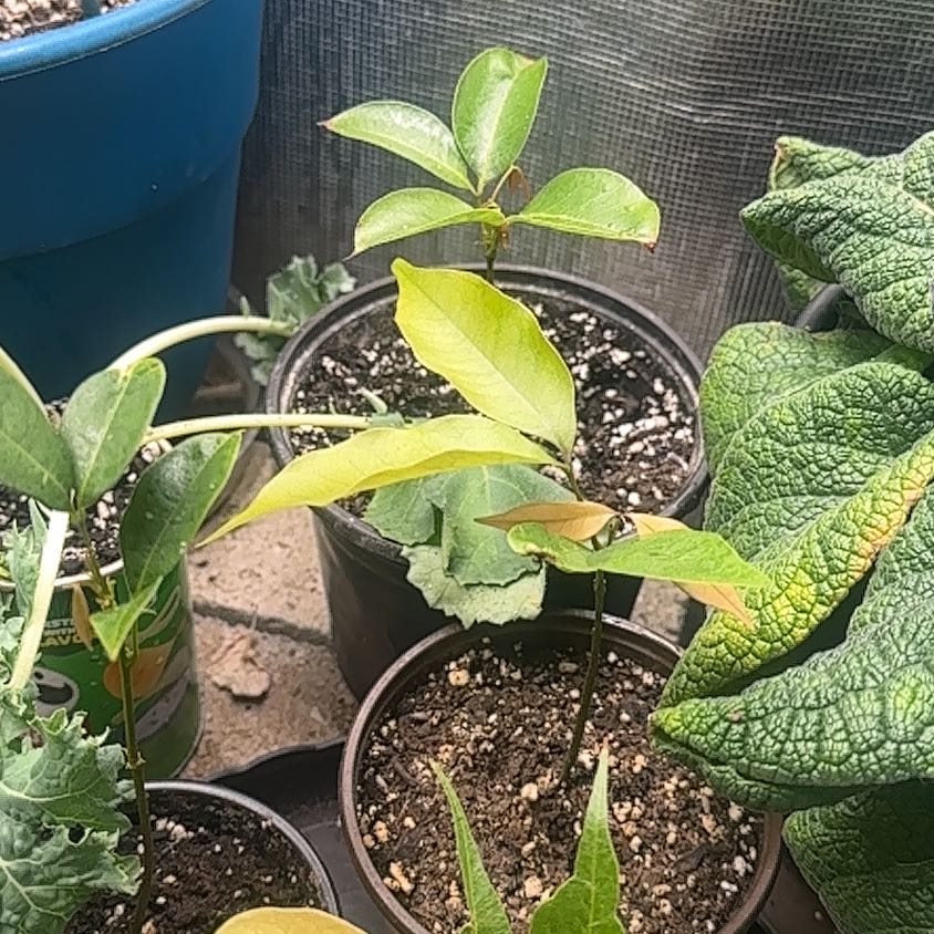 Photo of the plant species Lychee by @FamedPalqui82 named Luci on Greg, the plant care app