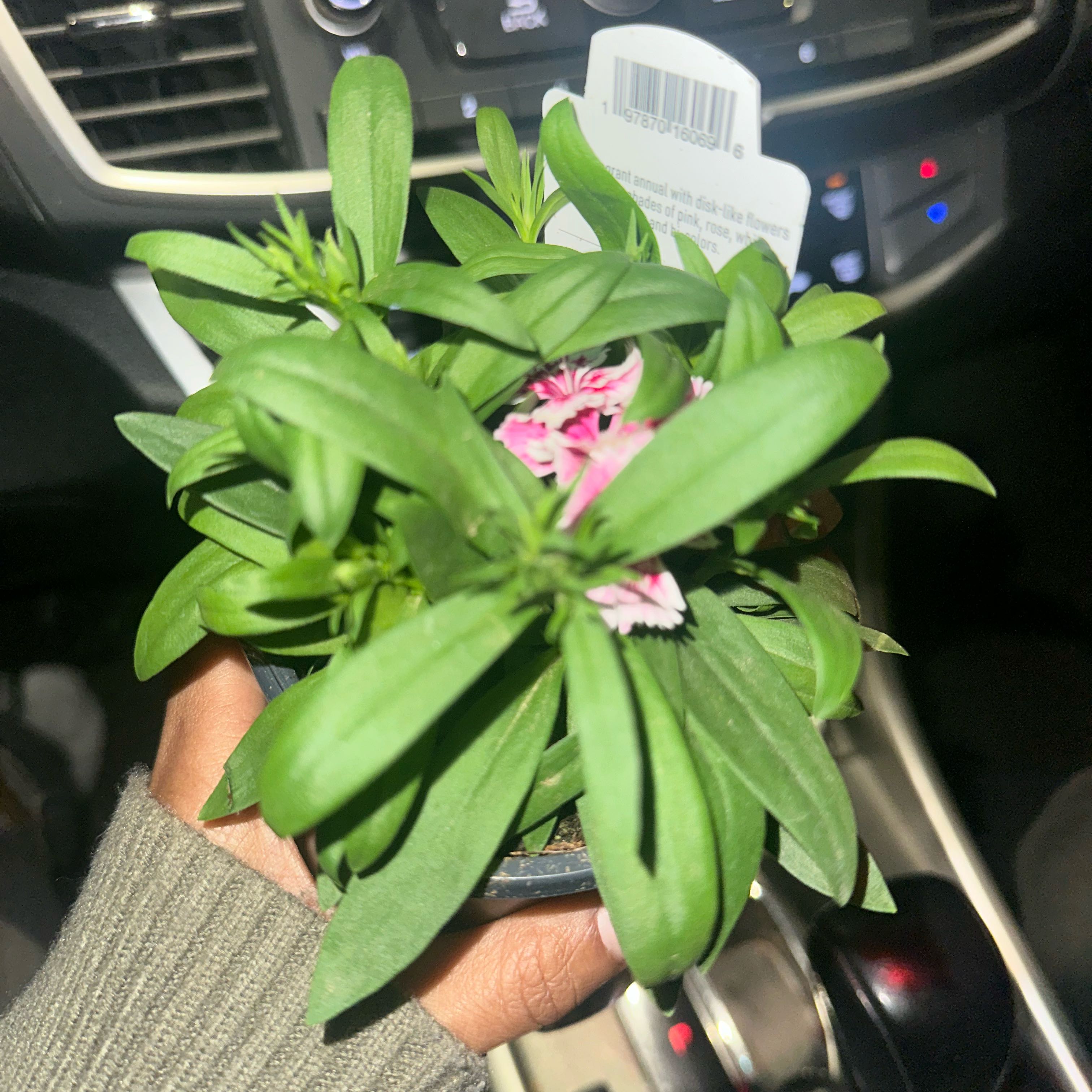Photo of the plant species Dianthus 'Pink Kisses' by @FamedPalqui82 named Dianca on Greg, the plant care app
