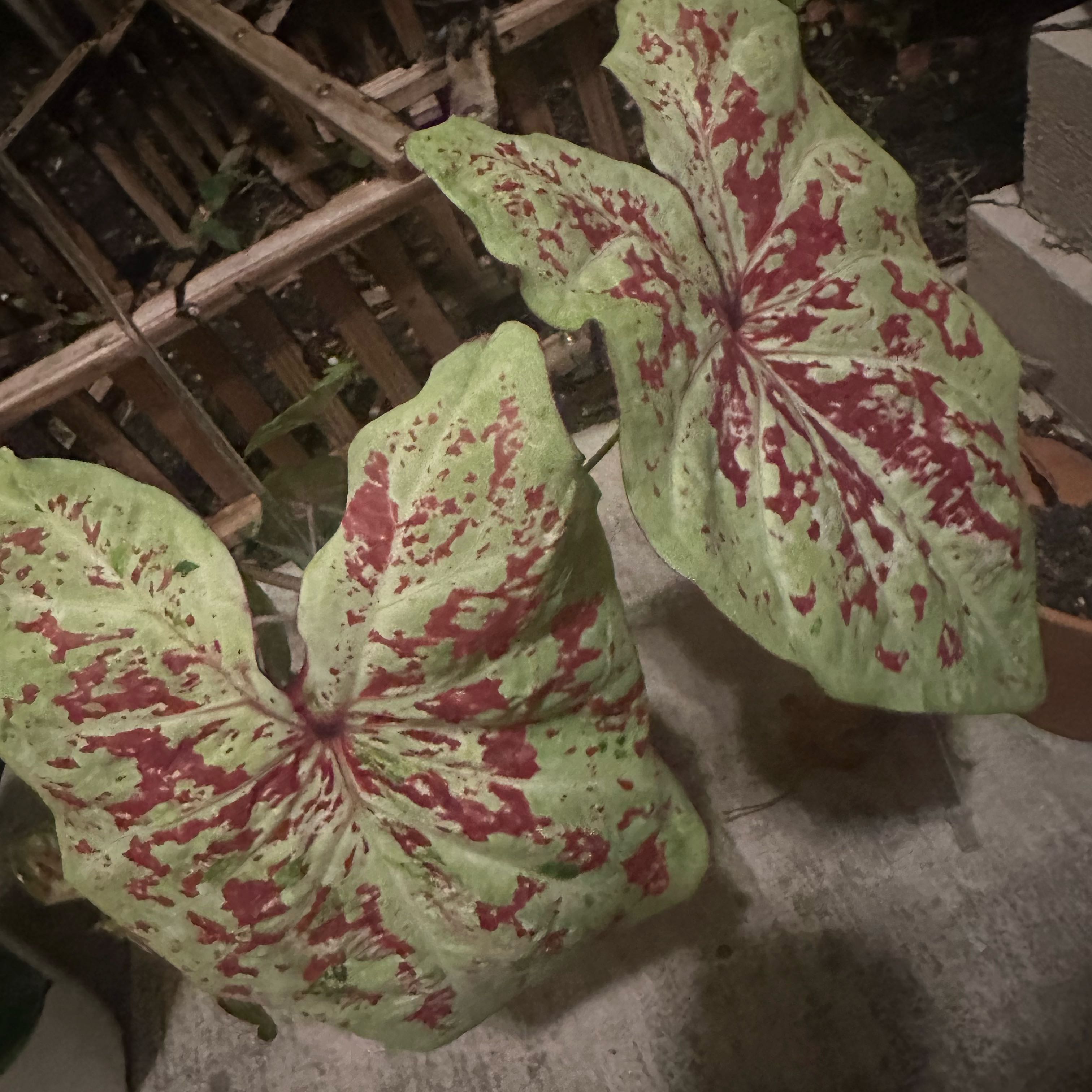 Photo of the plant species Caladium 'Raspberry Moon' by @FamedPalqui82 named Rumi on Greg, the plant care app