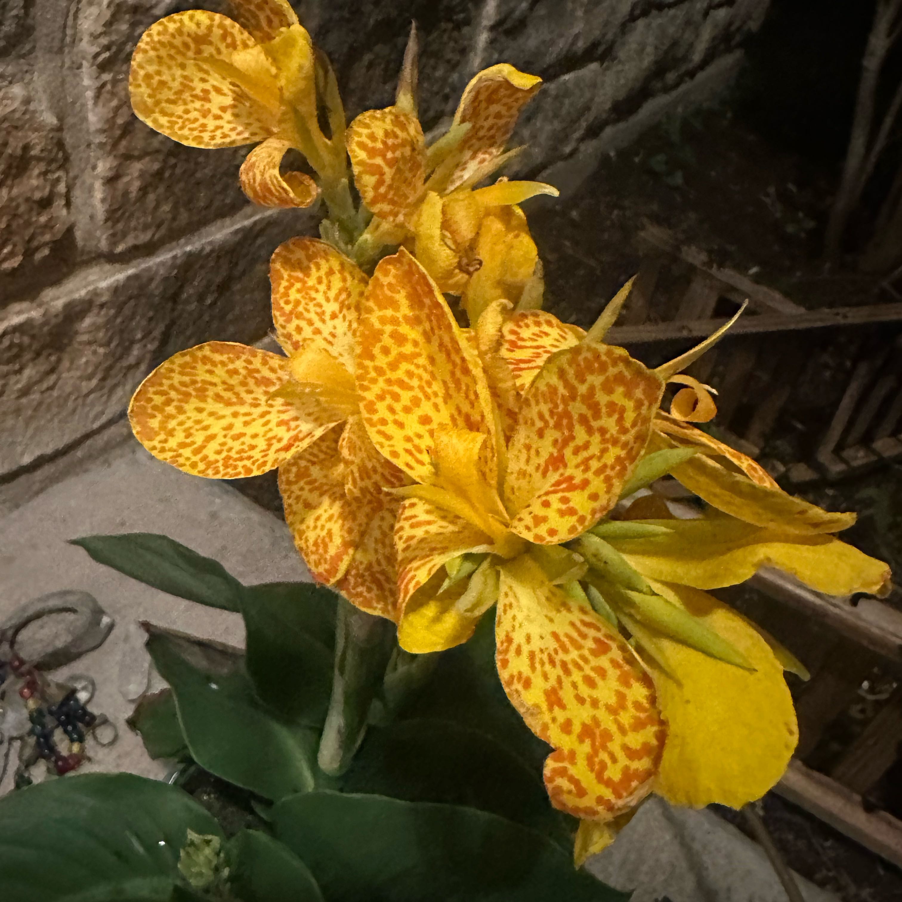 Photo of the plant species Canna Cannova Series by @FamedPalqui82 named Elina on Greg, the plant care app