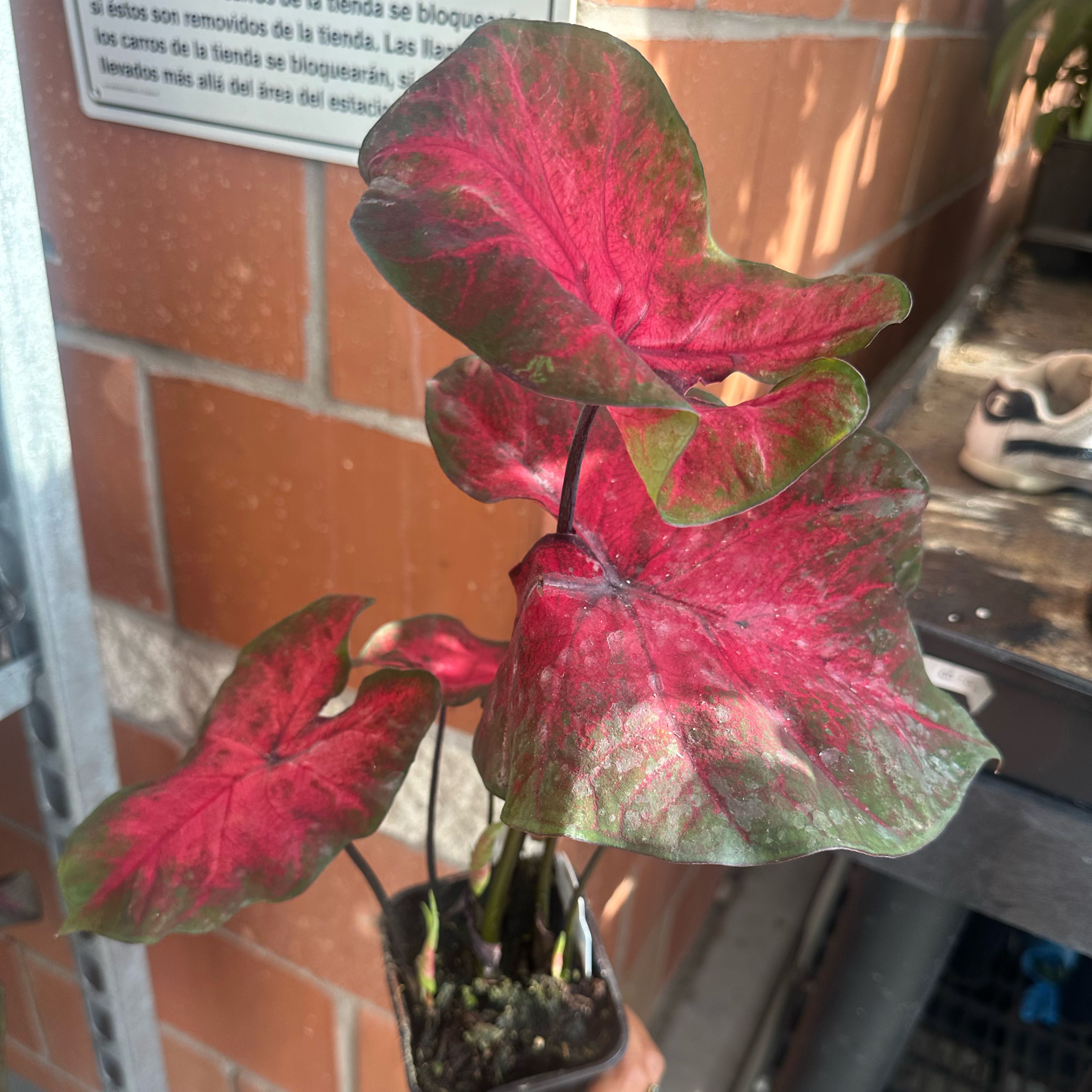 Photo of the plant species Caladium 'Pink' by @FamedPalqui82 named Lala on Greg, the plant care app