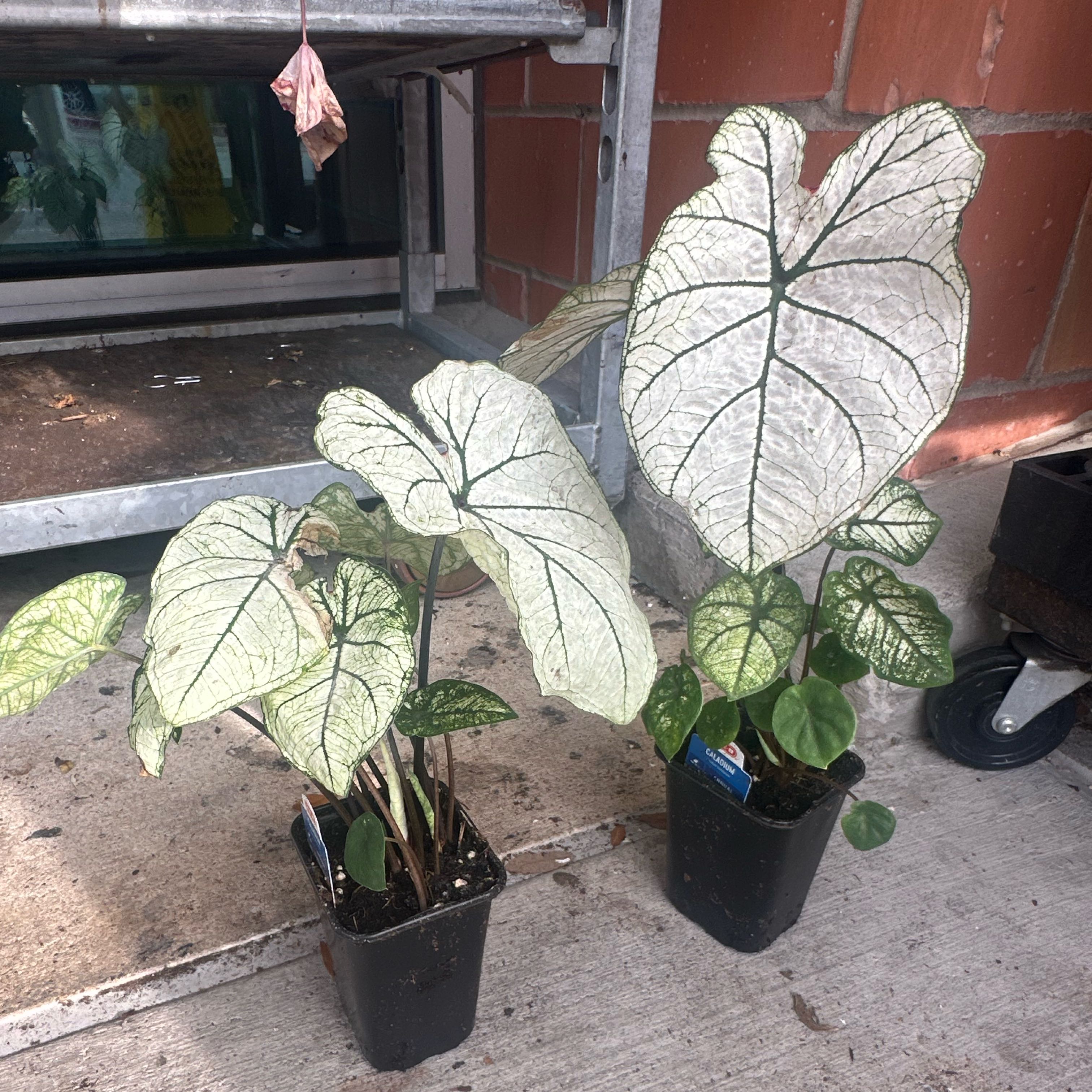 Photo of the plant species angel wings by @FamedPalqui82 named Aria on Greg, the plant care app
