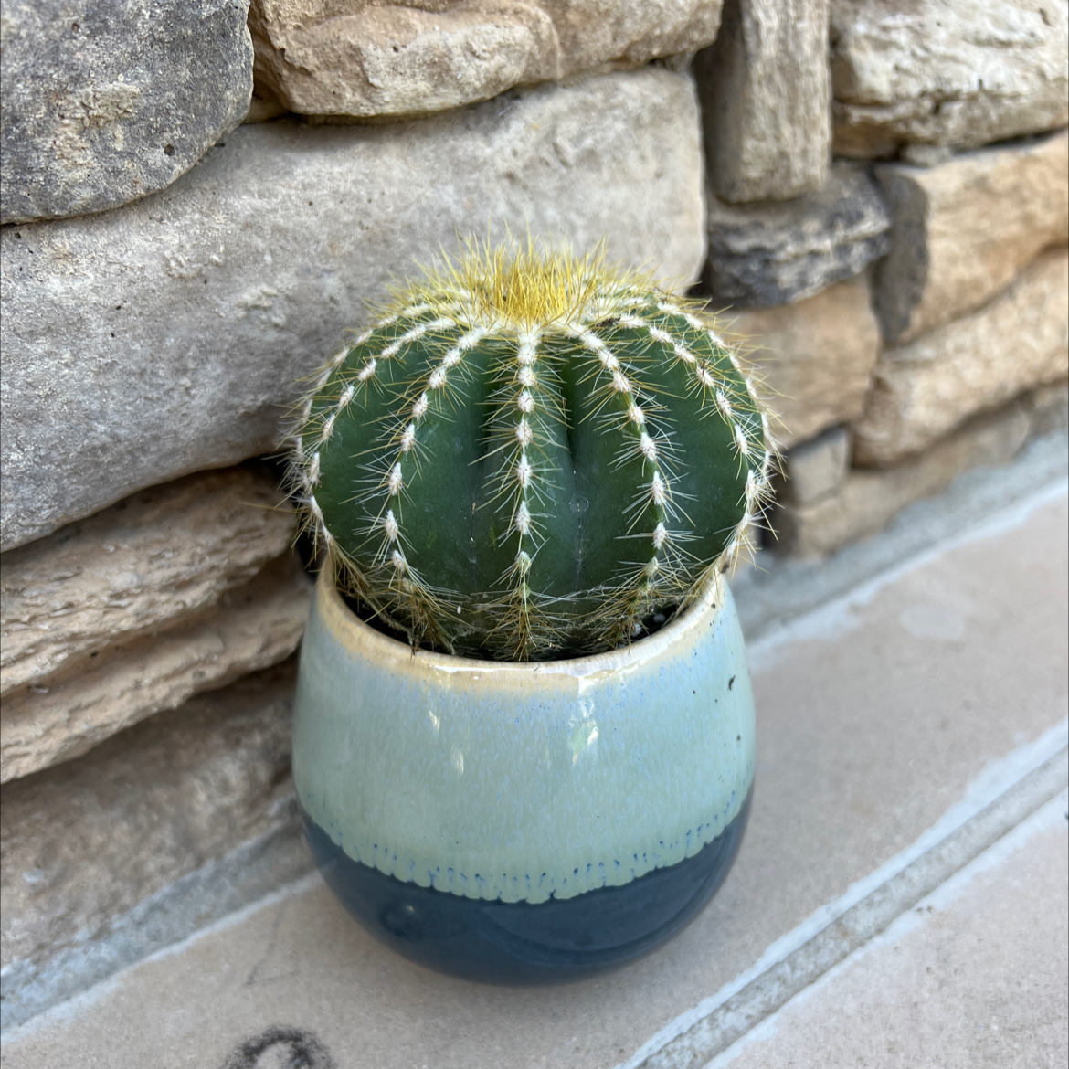 Balloon Cactus (Parodia magnifica) in a ceramic pot against a stone wall.