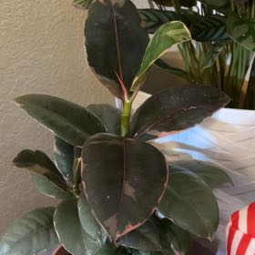 Photo of the plant species Rubber Plant by @FieryLoquat20 named Naomi on Greg, the plant care app