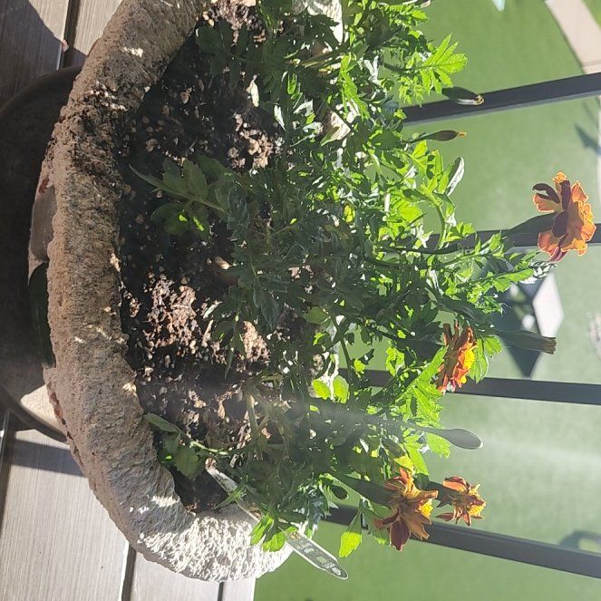 Photo of the plant species French Marigold 'Hero Gold' by @StudiousDogrose named Maribeth on Greg, the plant care app