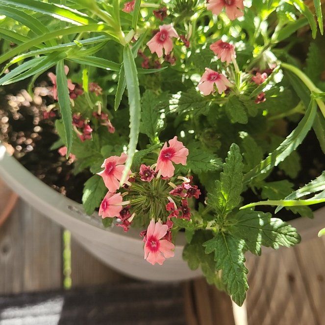 Photo of the plant species Verbena 'Lascar Mango Orange' by @StudiousDogrose named Daphne on Greg, the plant care app