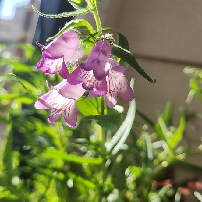 Photo of the plant species Mexican Beardtongue by @StudiousDogrose named Rihanna on Greg, the plant care app