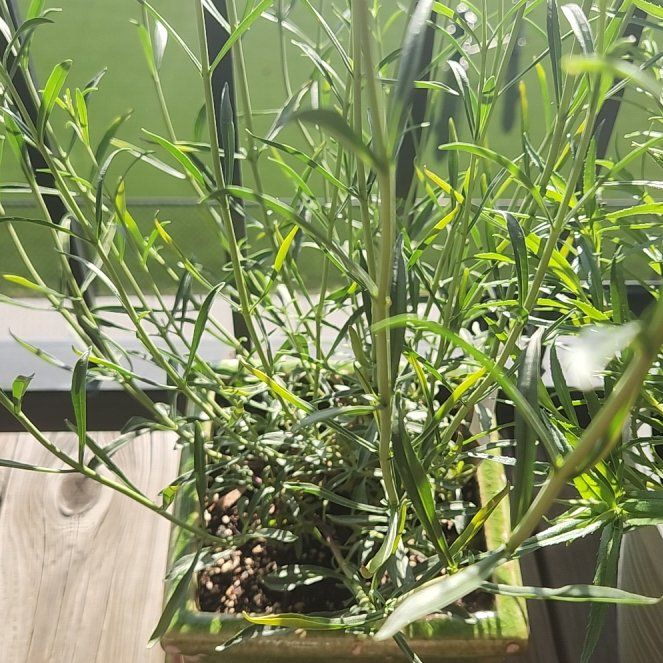 Photo of the plant species Beaked Penstemon by @StudiousDogrose named Remington on Greg, the plant care app