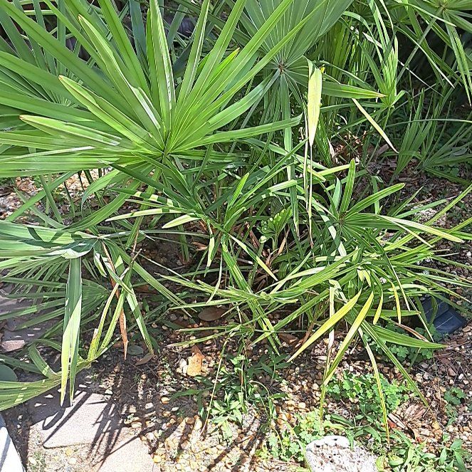 Photo of the plant species Saw Palmetto by @LordViolet60 named Duke on Greg, the plant care app