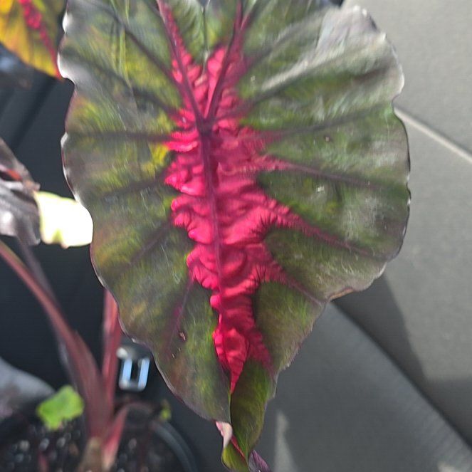 Photo of the plant species Colocasia 'Redemption' PP34,729 by @TerrificCorn99 named Colocasia on Greg, the plant care app