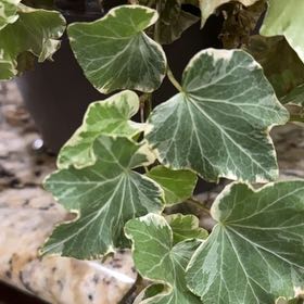 Photo of the plant species Millennium Ivy by @HunkyLacefern89 named Denali on Greg, the plant care app