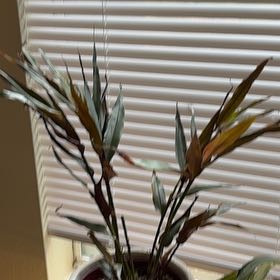 Photo of the plant species Alpinia by @QueenPotato60 named Diva on Greg, the plant care app