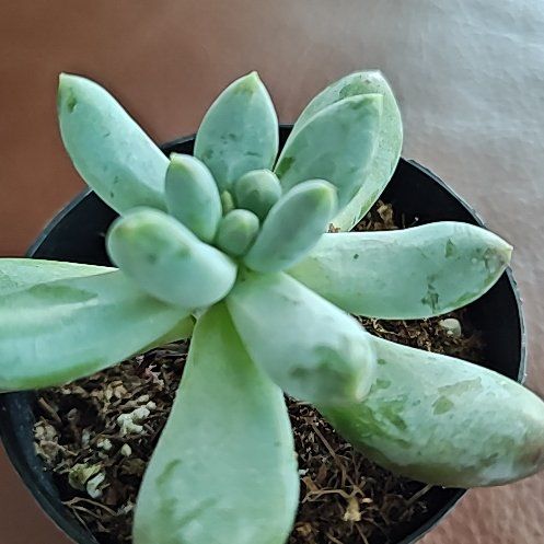Photo of the plant species Succulent by @NiceLaceyoak35 named Pachyphytum Starburst on Greg, the plant care app