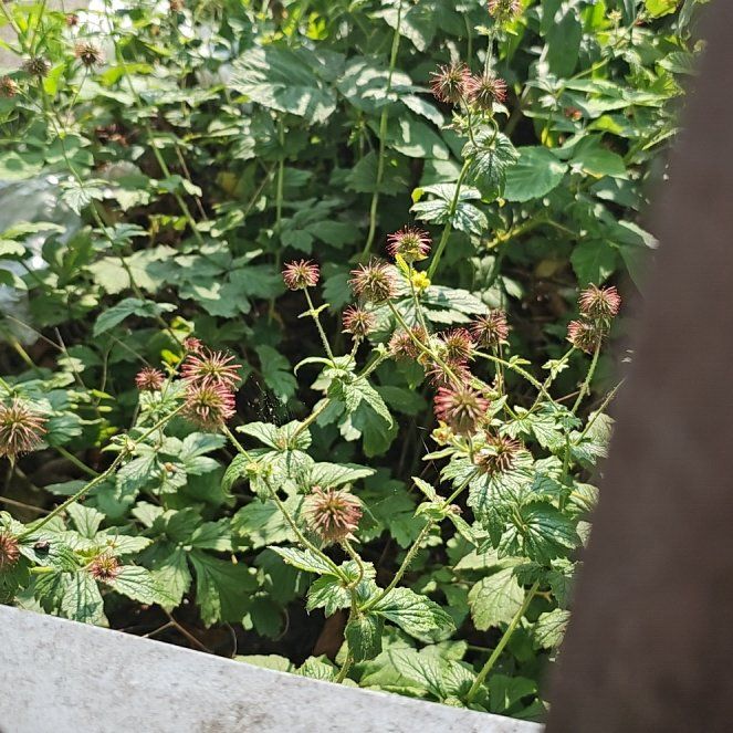 Photo of the plant species Wood Avens by @UpbeatDodder47 named Zeus on Greg, the plant care app