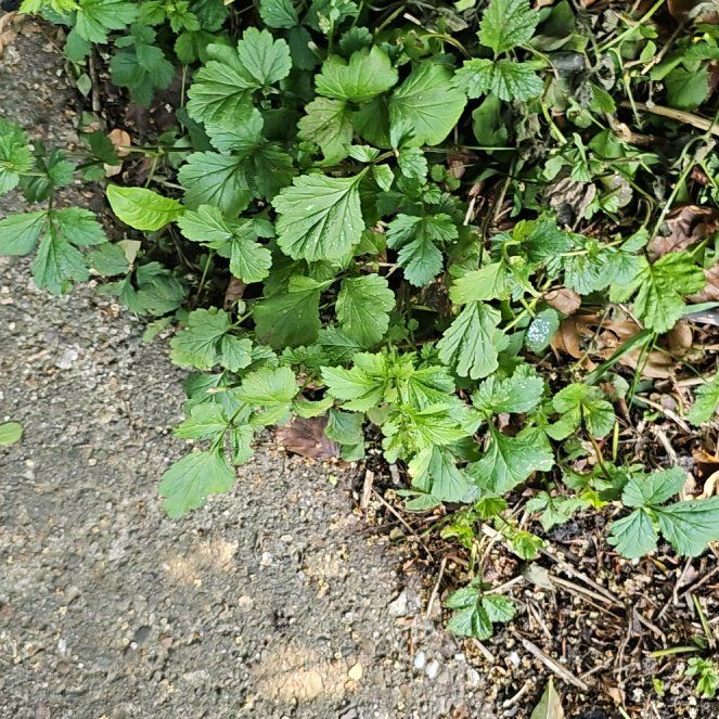 Photo of the plant species Wood Avens by @UpbeatDodder47 named Spike Leaves on Greg, the plant care app