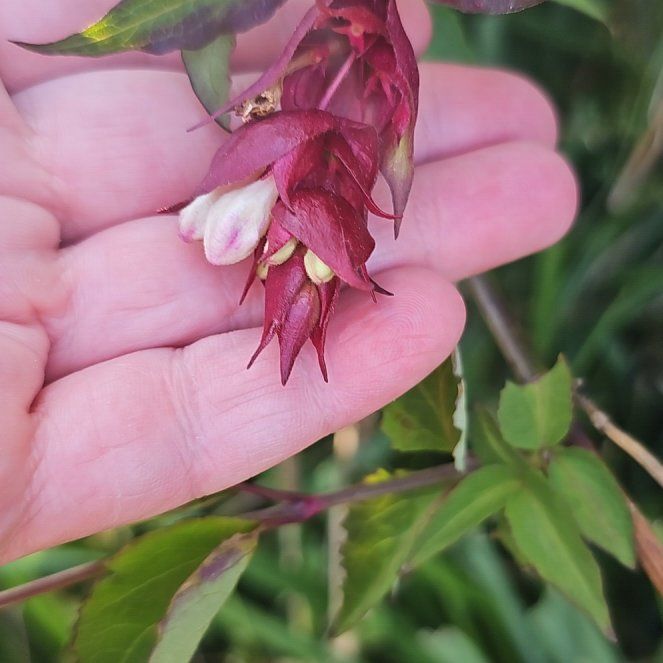Photo of the plant species Pheasants Eye by @UpbeatDodder47 named Gregarious on Greg, the plant care app