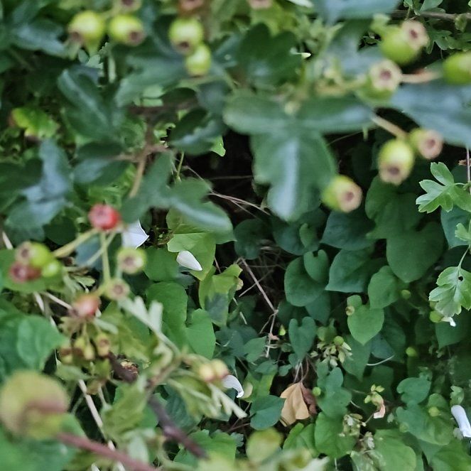 Photo of the plant species Midland Hawthorn by @UpbeatDodder47 named Michelle Branch on Greg, the plant care app