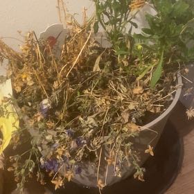 Photo of the plant species Osteospermum 'Osyel' by @BiggestBorage68 named Gaga on Greg, the plant care app