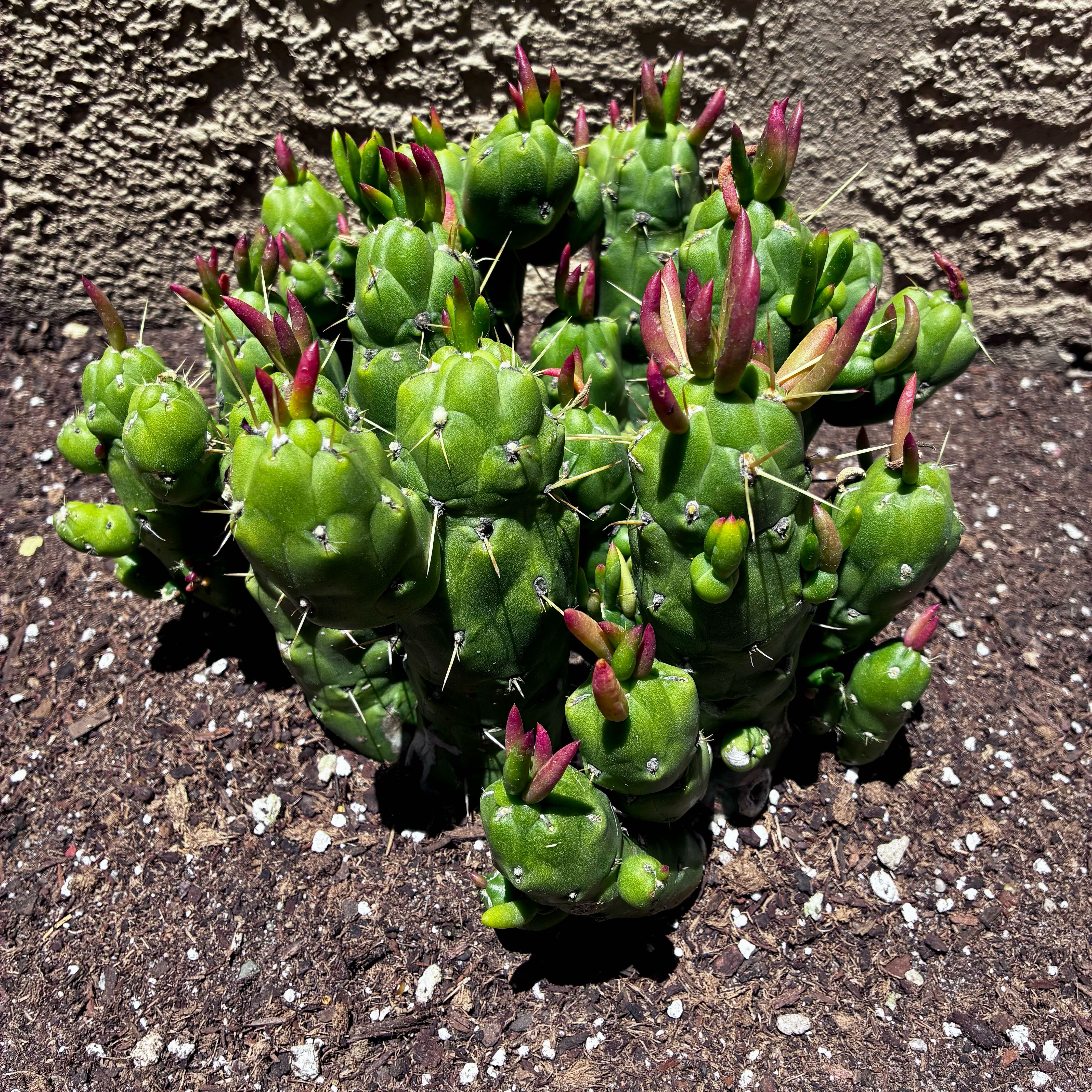 Photo of the plant species Gumby by @TopBanana10 named Gumby on Greg, the plant care app