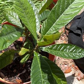 Photo of the plant species Japanese Plum by @YeveJerseytea51 named Darwin on Greg, the plant care app