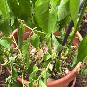 Photo of the plant species Datil Pepper Plant by @YeveJerseytea51 named Diana on Greg, the plant care app