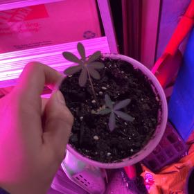 Photo of the plant species Lupine by @FitApple12 named Oscar on Greg, the plant care app