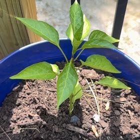 Photo of the plant species Banana Pepper by @PoshDigitfern59 named Apollo on Greg, the plant care app