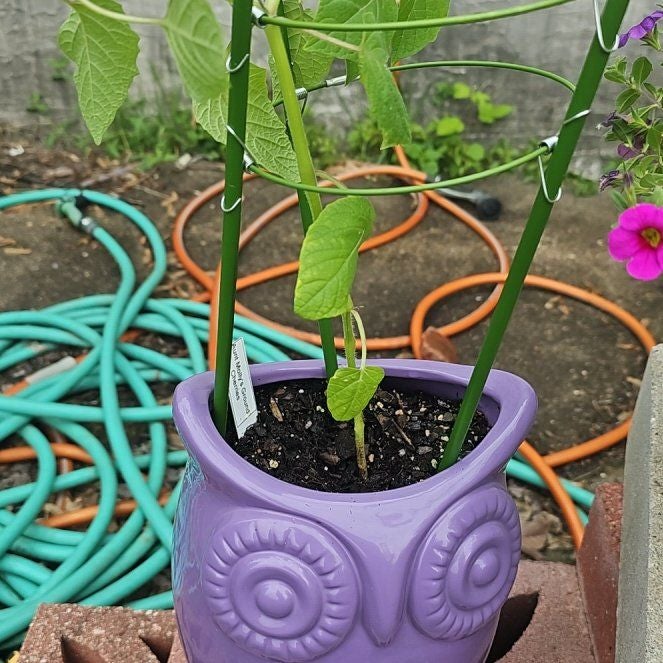 Plant care for Banana Pepper on Greg, the plant care app