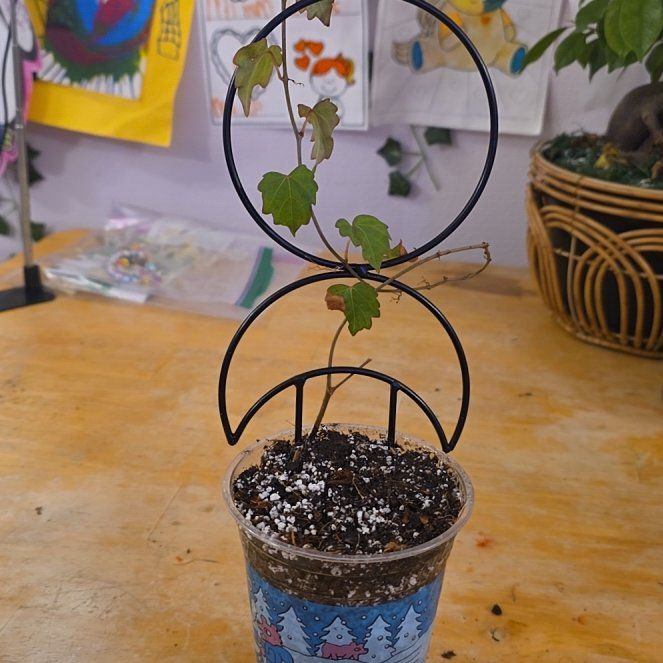 Photo of the plant species Boston Ivy 'Lowii' by @R3atta named Crimp on Greg, the plant care app