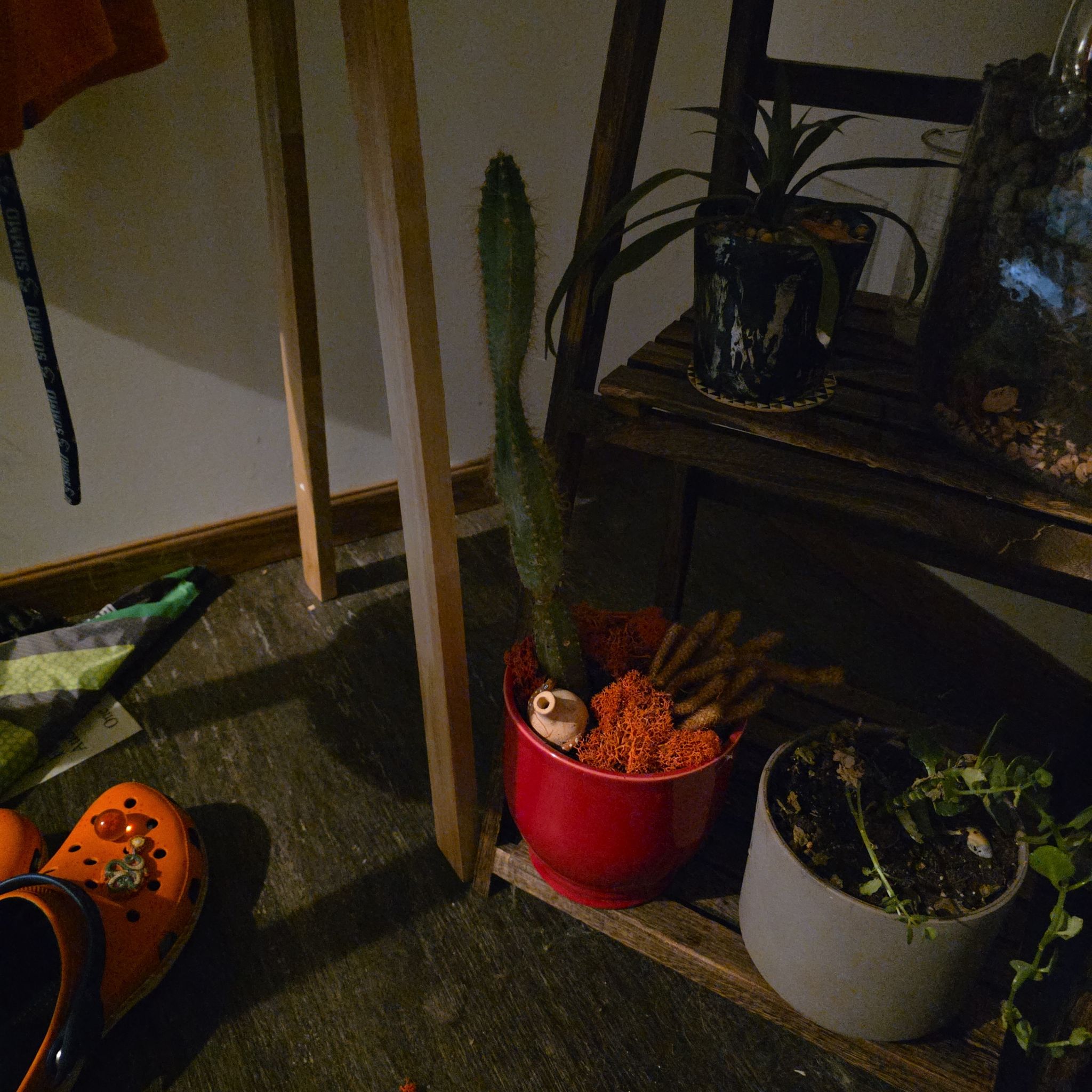 Photo of the plant species Robust Blue Torch Cactus by @R3atta named Pappy on Greg, the plant care app