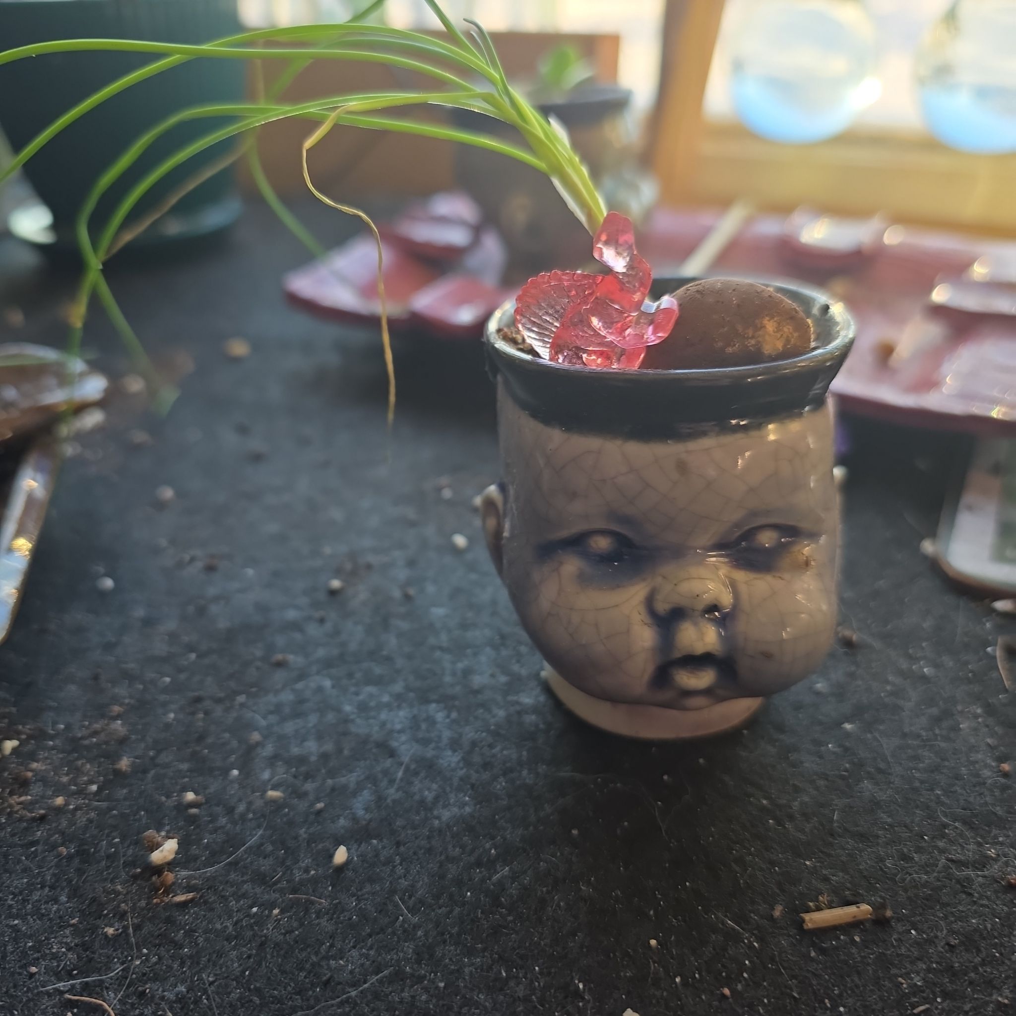 Photo of the plant species Chives 'Staro' by @R3atta named Vinnie on Greg, the plant care app