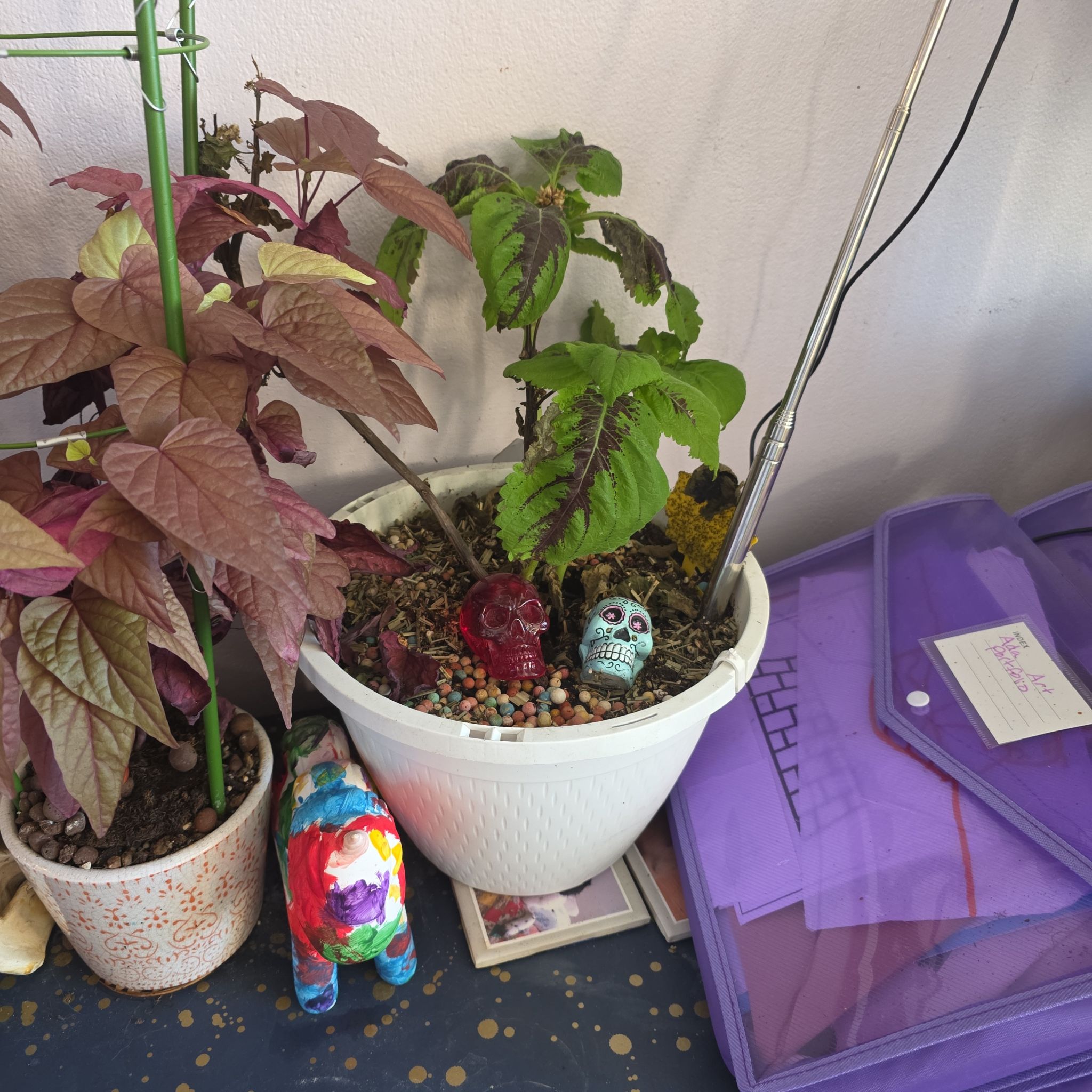 Photo of the plant species Coleus 'Kong® Rose' by @R3atta named ABSOLUTEUNIT on Greg, the plant care app