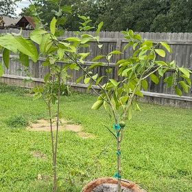 Photo of the plant species Washington Navel Orange by @Joeybug12 named Aristotle on Greg, the plant care app