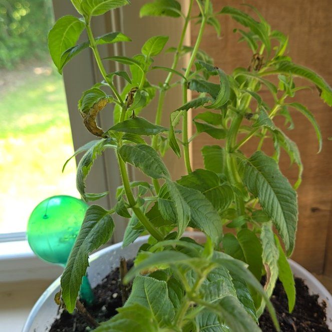 Photo of the plant species Horse Mint by @SunflowerKim named Bee Balm on Greg, the plant care app