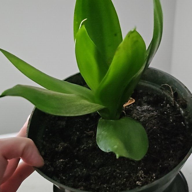 Photo of the plant species Bromeliads by @LeadFuscia24 named Surya on Greg, the plant care app