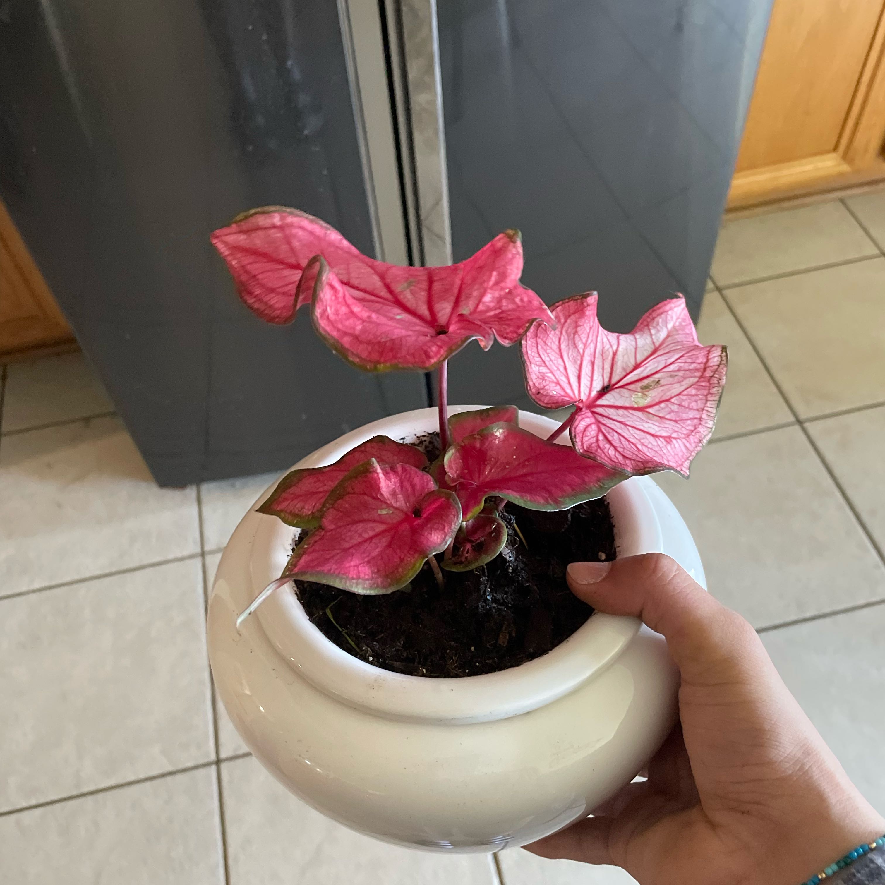 Photo of the plant species Kaladium™ 'Fairytale Princess™' by @FabMarigold35 named Fairytale Princess on Greg, the plant care app