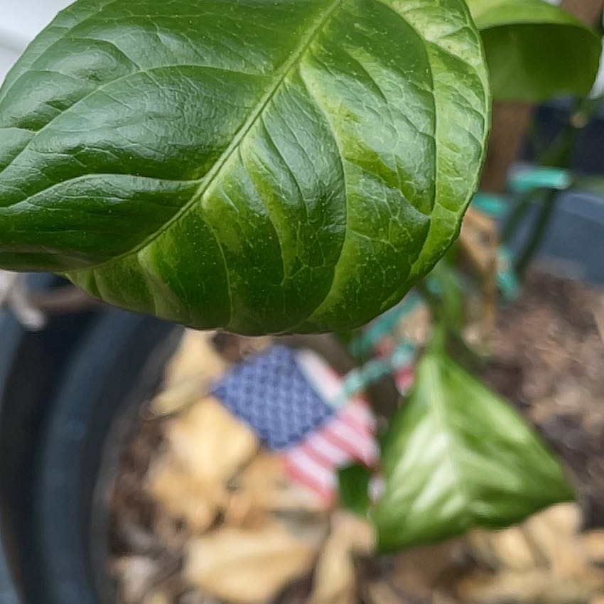 Photo of the plant species Calabash Tree by @BigKeylime76 named Beyonce on Greg, the plant care app