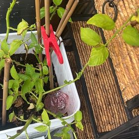 Photo of the plant species Jute Mallow by @PearlyPlanter named Maya on Greg, the plant care app