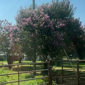 Photo of the plant species Giant Crepe Myrtle by @AproposAntplant named Peter Parker on Greg, the plant care app