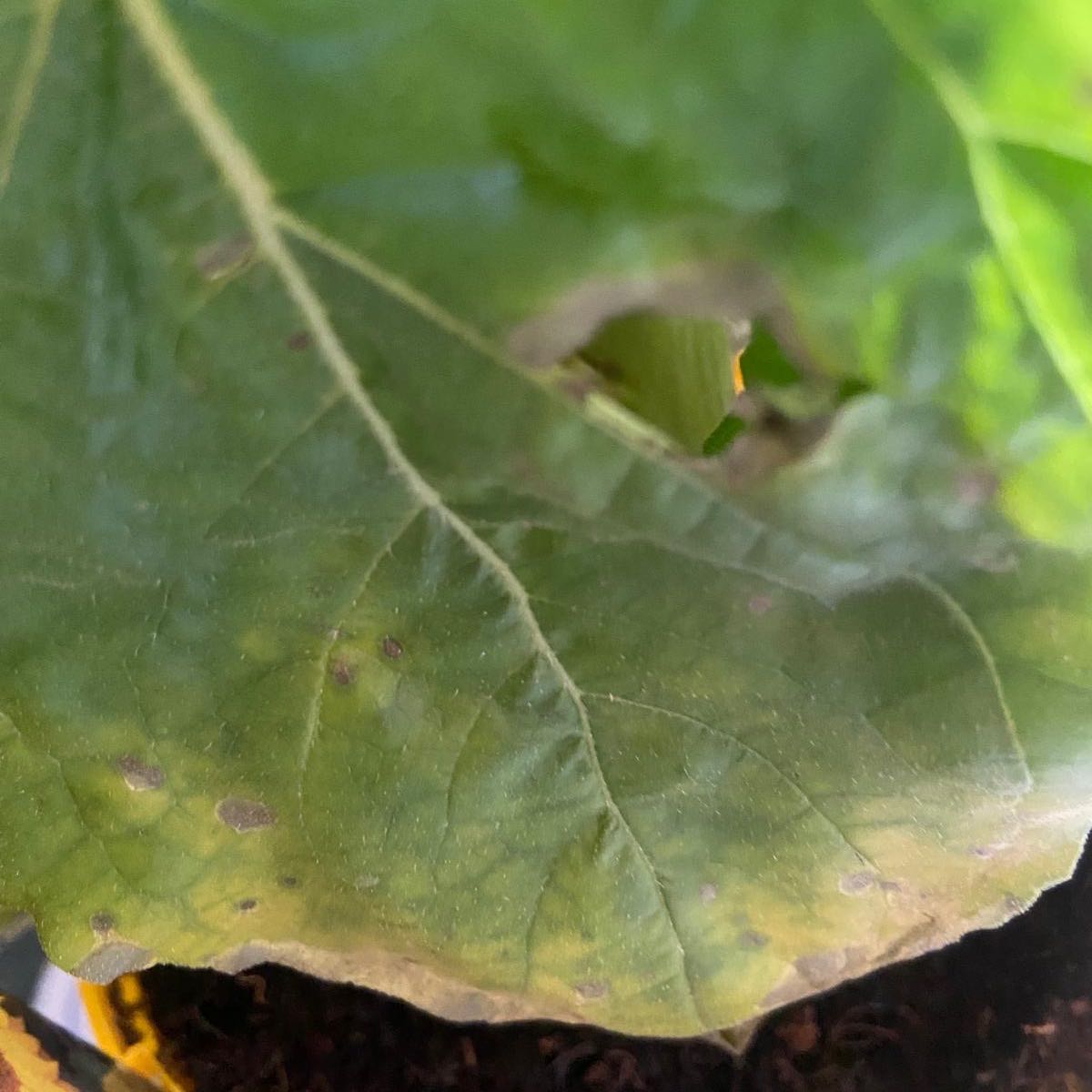 Photo of the plant species Tamarillo by @SpecialFern2 named Apollo on Greg, the plant care app