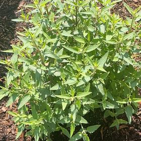 Photo of the plant species Slender Sunflower by @FabJavafern80 named Sir Plancelot on Greg, the plant care app