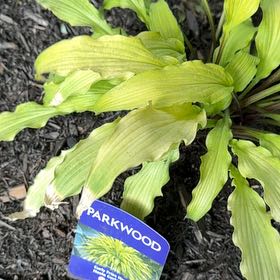 Photo of the plant species Curly Fries Hosta by @LimberSeagrapes named Robert Plant on Greg, the plant care app