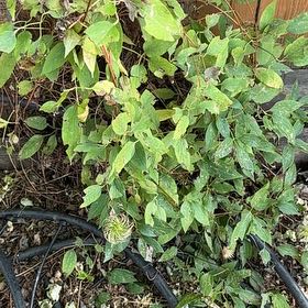 Photo of the plant species Fringed Passionflower by @LordAngelmoss17 named Sahara on Greg, the plant care app